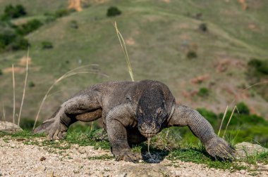 Yürüyen Komodo ejderhası çatal dilli ve havayı kokluyor. Bilimsel adı Varanus komodoensis olan Komodo ejderhası. Doğal yaşam alanı. Rinca Adası. Endonezya.
