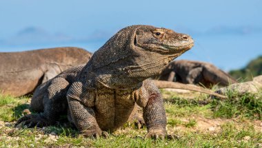 Komodo ejderhası. Bilimsel adı Varanus Komodoensis. Doğal yaşam alanı. Endonezya 'da. Rinca Adası