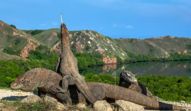 Ejderhaya karşı ejderha. Dişi bir ejderha daha büyük bir erkeğin üzerine çıktı. Komodo ejderhası, bilimsel adı Varanus komodoensis. Arka planda manzara, doğal yaşam ortamı. Endonezya