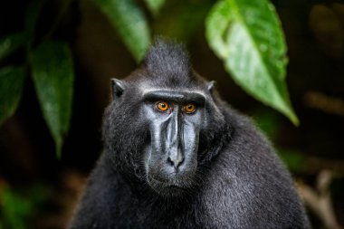 Celebes 'in tepeli makağı. Portre yakın, ön manzara. İbikli siyah makak, Sulawesi armalı makak, ya da siyah maymun. Doğal yaşam alanı. Sulawesi. Endonezya.