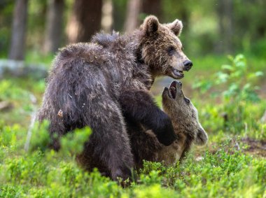 Brown Bear Cubs playfully fighting in summer forest. Scientific name: Ursus Arctos Arctos. Natural habitat.