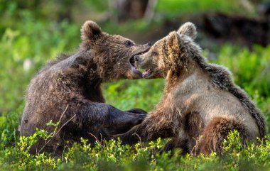 Brown Bear Cubs playfully fighting in summer forest. Scientific name: Ursus Arctos Arctos. Natural habitat.