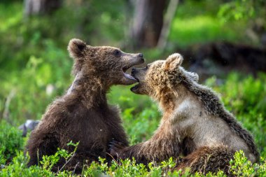 Brown Bear Cubs playfully fighting in summer forest. Scientific name: Ursus Arctos Arctos. Natural habitat.