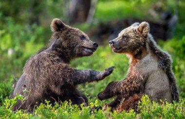 Brown Bear Cubs playfully fighting in summer forest. Scientific name: Ursus Arctos Arctos. Natural habitat.