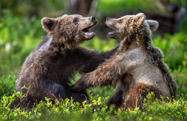 Brown Bear Cubs playfully fighting in summer forest. Scientific name: Ursus Arctos Arctos. Natural habitat.