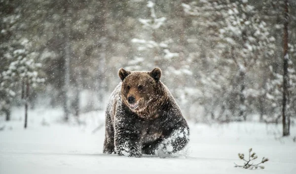 Adult Male of Brown Bear walks through the winter forest in the snow. Front view. Snowfall, blizzard. Scientific name:  Ursus arctos. Natural habitat. Winter season.