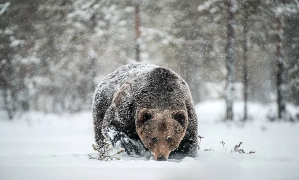 ブラウンベアの大人の男性は雪の中で冬の森を歩く 正面図 Ursus Arctos 自然生息地 冬の季節 — ストック写真