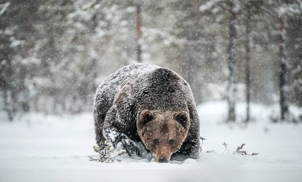 수컷은 걷는다 눈보라 눈보라 과학적 Ursus Arctos 서식지 — 스톡 사진