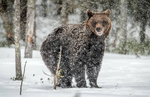 Braunbär Schneesturm Winterwald Schneefall Wissenschaftlicher Name Ursus Arctos Natürlicher Lebensraum — Stockfoto