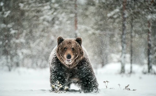 Ενηλίκων Αρσενικό Της Καφέ Αρκούδας Περπατά Μέσα Από Δάσος Χειμώνα — Φωτογραφία Αρχείου
