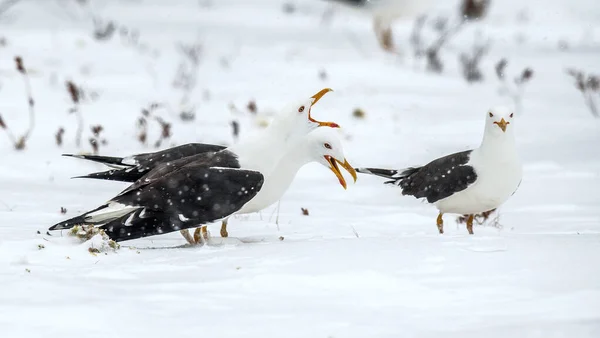 Seagulls Scream While Sitting Snow Covered Swamp Winter Forest European — Stock Photo, Image