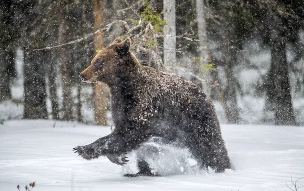 Braunbär Läuft Schnee Winterwald Schneefall Schneesturm Wissenschaftlicher Name Ursus Arctos — Stockfoto