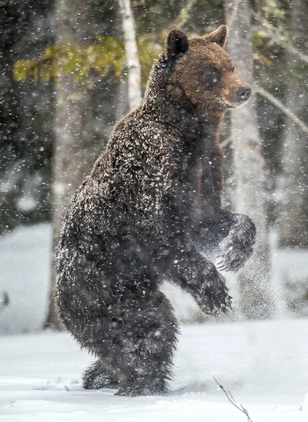 Браун Ведмідь Стоїть Задніх Лапах Снігу Зимовому Лісі Сніг Снігова — стокове фото