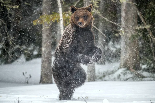 Urso Marrom Sobre Patas Traseiras Neve Floresta Inverno Floresta Neve — Fotografia de Stock