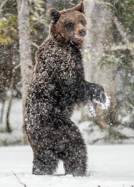 ブラウンは冬の森の雪の上で彼の後ろ足に立っている 雪吹雪 Ursus Arctos 自然生息地 冬の季節 — ストック写真