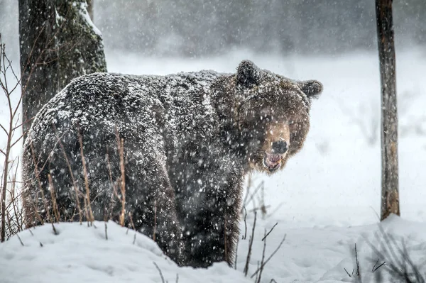 수컷은 있습니다 눈보라 스노우 Brown Bear Scientific Name Ursus Arctos — 스톡 사진