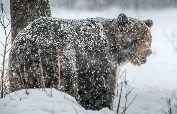 수컷은 있습니다 눈보라 스노우 Brown Bear Scientific Name Ursus Arctos — 스톡 사진