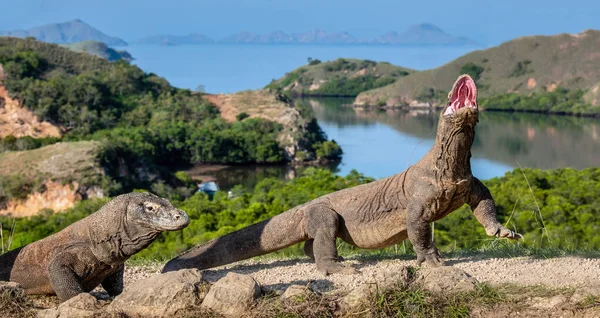 コモドドラゴンは口を開いて頭を上げた 背景に見える景色 Varanus Komodensis 自然生息地 インドネシア りんか島 — ストック写真