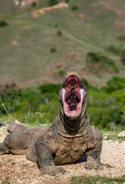 Smok Komodo Podniósł Głowę Otwartymi Ustami Zbliżenie Nazwa Naukowa Varanus — Zdjęcie stockowe
