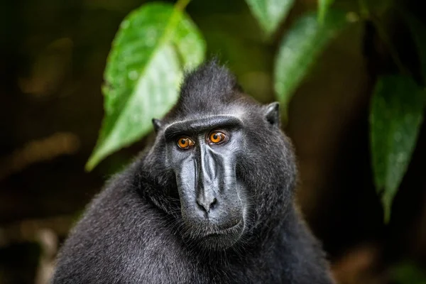 Los Celebes Tienen Cresta Macaco Primer Plano Retrato Vista Frontal — Foto de Stock