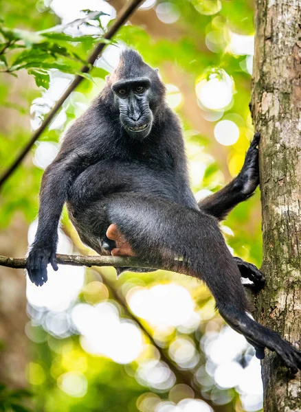 Celebes Kuifmakaak Boom Kuifzwarte Makaak Sulawesi Kuifmakaak Sulawesi Makaak Zwarte — Stockfoto