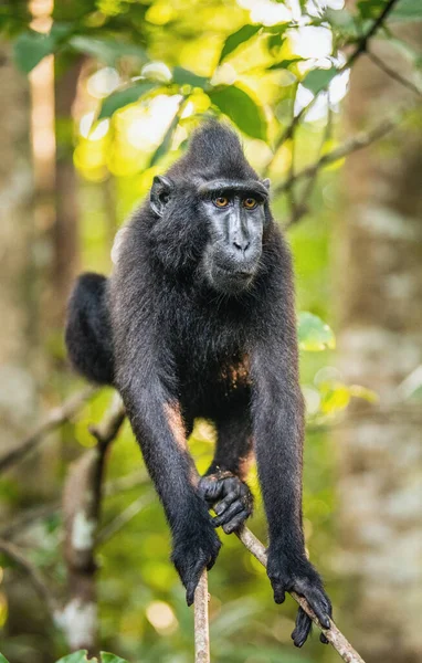 Celebek Makákót Raktak Fára Crested Black Macaque Sulawesi Crested Macaque — Stock Fotó