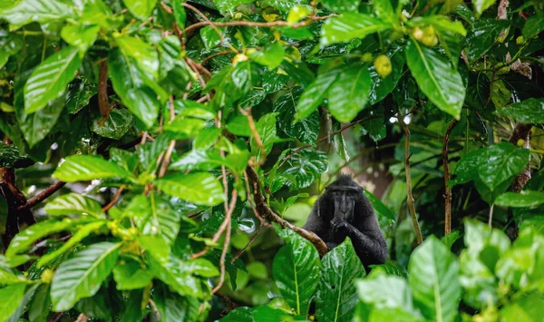 西里伯斯人在雨中爬上了树枝上的金银花 黑猕猴 苏拉威西猕猴 苏拉威西猕猴或黑猿 自然栖息地苏拉威西印度尼西亚 — 图库照片