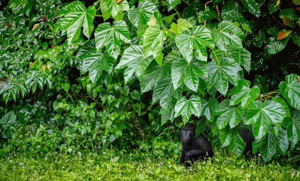 Celebes Crested Macaque Green Natural Background Crested Black Macaque Sulawesi — Stock Photo, Image