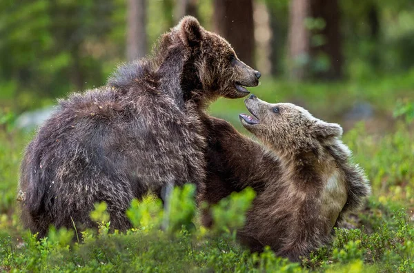 Brown Bear Cubs playfully fighting in summer forest. Scientific name: Ursus Arctos Arctos. Natural habitat.