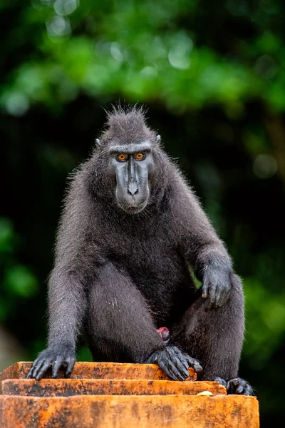 Celebes Criavam Macaco Fundo Natural Verde Macaco Preto Macaco Sulawesi — Fotografia de Stock