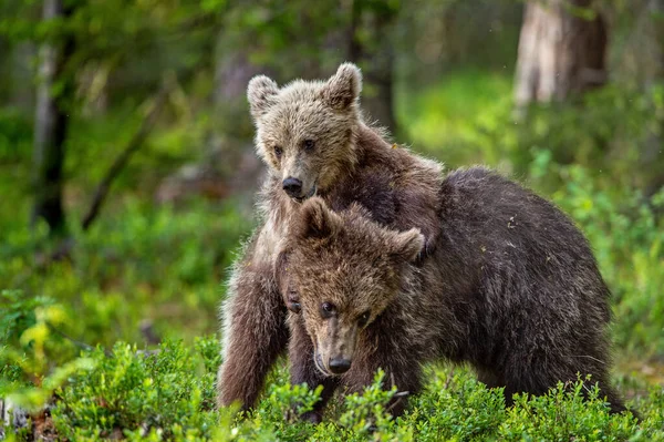 Brown Bear Cubs Playfully Fighting Summer Forest Scientific Name Ursus — 图库照片