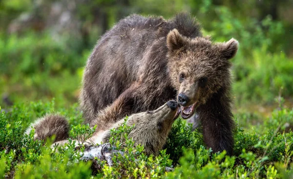 Brown Bear Cubs Peleando Juguetonamente Bosque Verano Nombre Científico Ursus —  Fotos de Stock