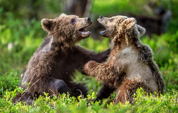 Brown Bear Cubs Peleando Juguetonamente Bosque Verano Nombre Científico Ursus —  Fotos de Stock