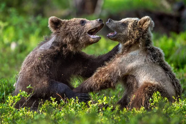 Brown Bear Cubs Brincando Lutando Floresta Verão Nome Científico Ursus — Fotografia de Stock