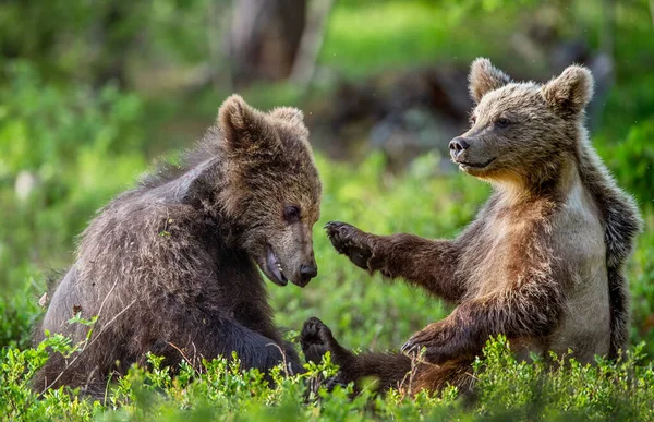 Brown Bear Cubs Playfully Fighting Summer Forest Scientific Name Ursus — Stockfoto