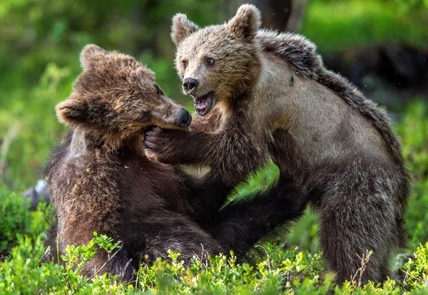 Brown Bear Cubs Playfully Fighting Summer Forest Scientific Name Ursus — Stockfoto