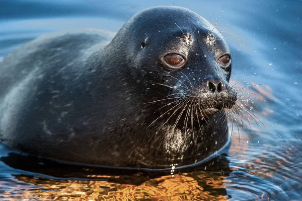 Ladoga Ringed Seal Resting Stone Close Portrait Scientific Name Pusa — Stock Photo, Image