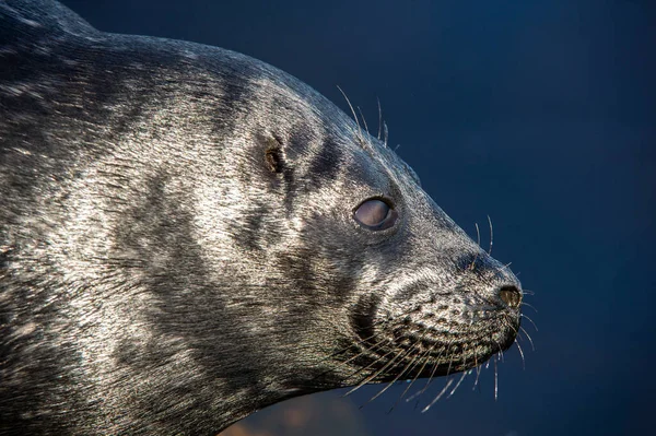 Ladoga Ringed Seal Resting Stone Close Portrait Side View Scientific — Stock Photo, Image