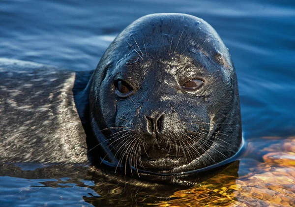 Ladoga Ringed Seal Resting Stone Close Portrait Scientific Name Pusa — Stock Photo, Image