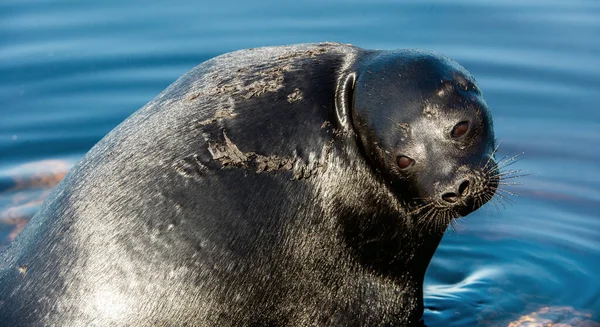 Ladoga Ringed Seal Resting Stone Close Portrait Scientific Name Pusa — Stock Photo, Image