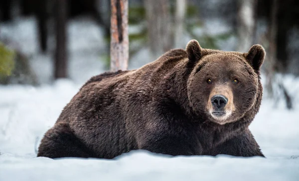 Hombre Adulto Brown Bear Yace Nieve Bosque Invernal Atardecer Big —  Fotos de Stock
