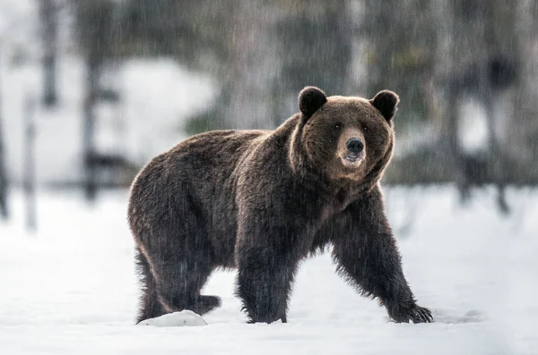 Μεγάλο Αρσενικό Της Καφέ Αρκούδας Στο Δάσος Του Χειμώνα Επιστημονική — Φωτογραφία Αρχείου
