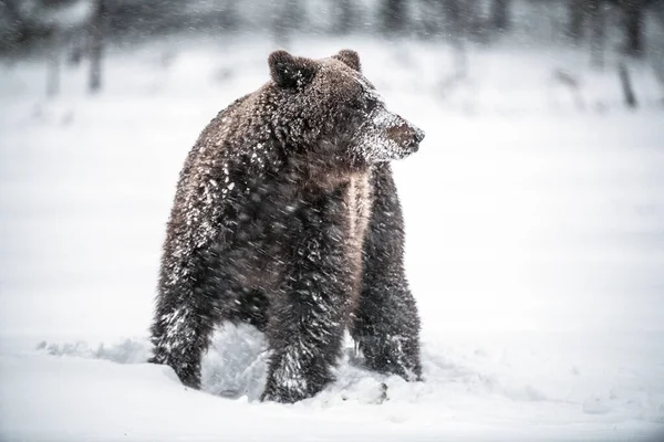 Urso Castanho Nevasca Neve Floresta Inverno Uma Queda Neve Nome — Fotografia de Stock