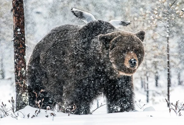 Взрослый Мужчина Бурого Медведя Снегу Снежная Буря Зимнем Лесу Снегопад — стоковое фото