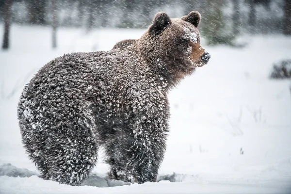 Коричневий Ведмідь Сніговій Хуртовині Зимовому Лісі Снігопад Наукова Назва Ursus — стокове фото