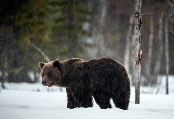Duży Samiec Niedźwiedzia Brunatnego Zimowym Lesie Nazwa Naukowa Ursus Arctos — Zdjęcie stockowe
