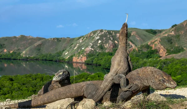 Dragon Dragon Female Dragon Climbed Top Larger Male Komodo Dragon — Stock Photo, Image