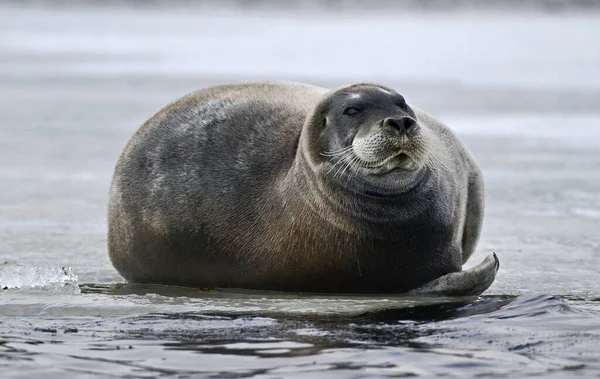 Zeehond Rustend Een Ijsschots Sluit Maar Het Bebaarde Zegel Ook — Stockfoto