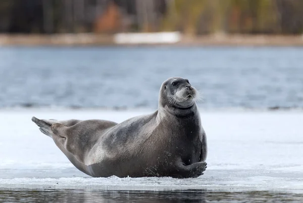 Sello Descansando Sobre Témpano Hielo Cerca Sello Barbudo También Llamado — Foto de Stock