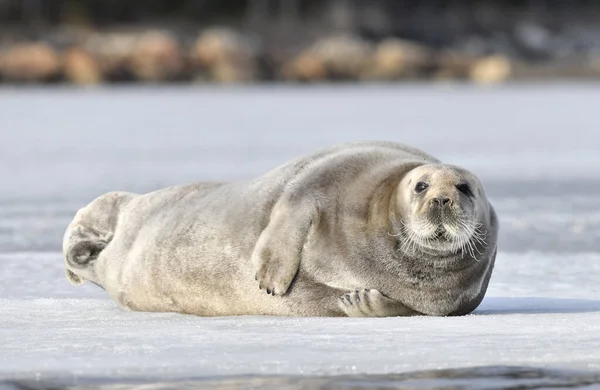 小海豹躺在浮冰上 靠近点带胡子的印章 也叫正方形Flipper印章 Erignathus Barbatus 俄罗斯 — 图库照片